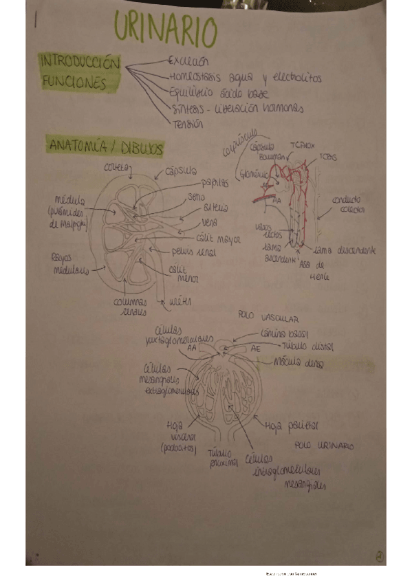 Miniatura del documento TEMA-5-URINARIO.pdf
