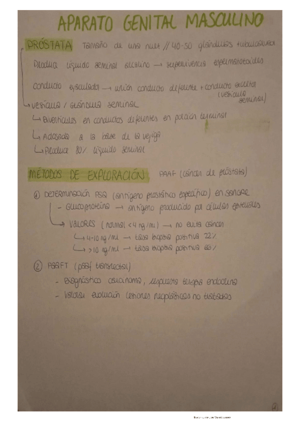 Miniatura del documento TEMA-6-APARATO-GENITAL-MASCULINO.pdf