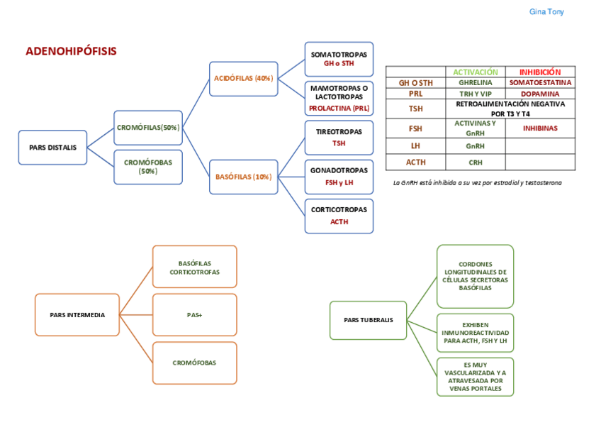 Miniatura del documento esquema-hipofisis.pdf