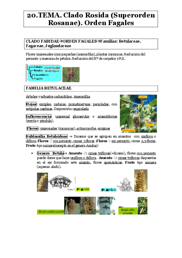 Miniatura del documento tema-20.pdf