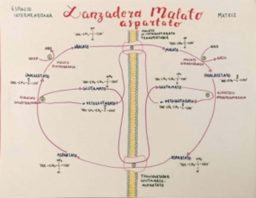 Miniatura del documento Lanzadera-malato-aspartaro.pdf