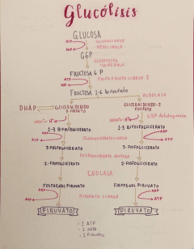 Miniatura del documento Glucolisis.pdf