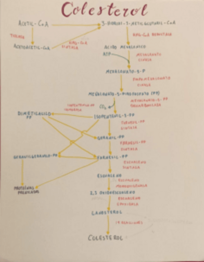 Miniatura del documento Ciclo-del-colesterol.pdf