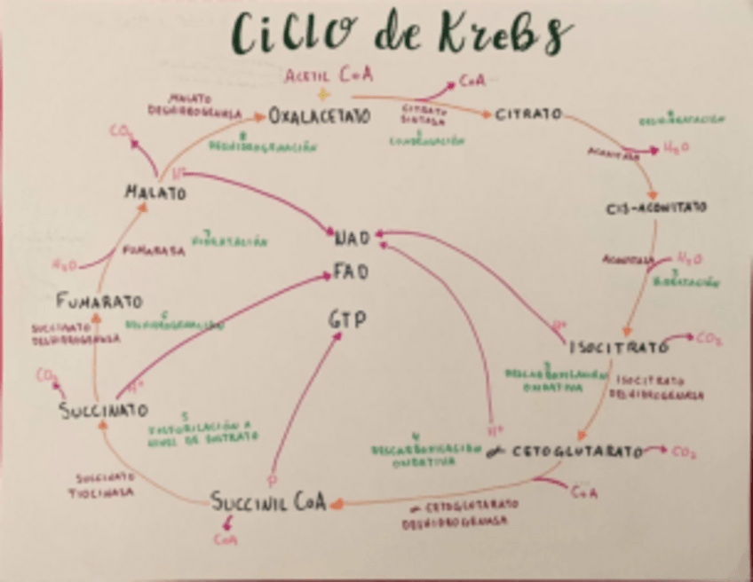 Miniatura del documento Ciclo-de-Krebs.pdf