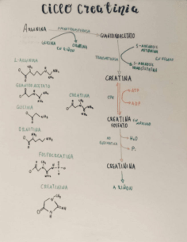 Miniatura del documento Ciclo-de-Creatina.pdf