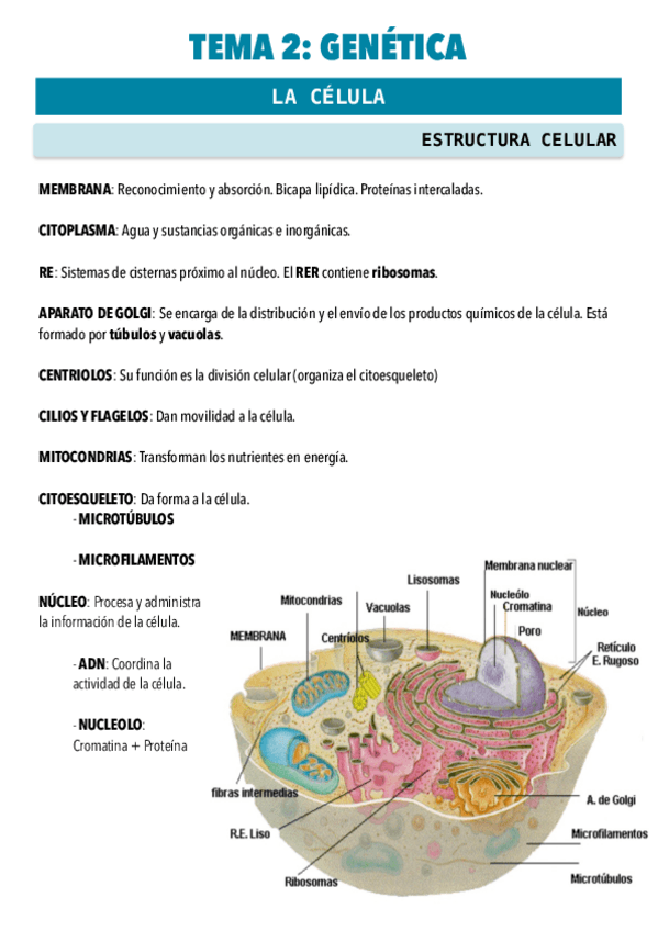 Miniatura del documento PSICOBIOLOGIA-T2.pdf