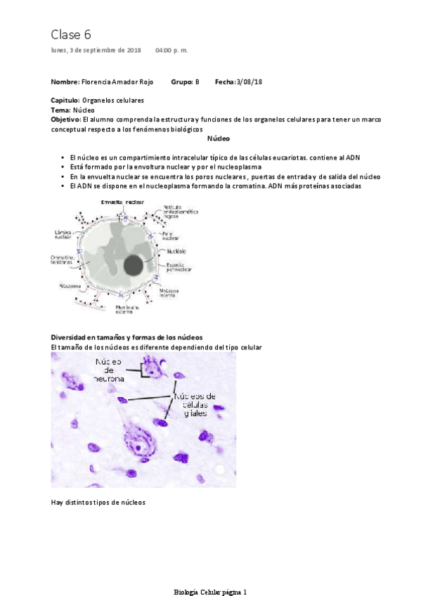 Miniatura del documento Nucleo-y-citoplasma-celular.pdf