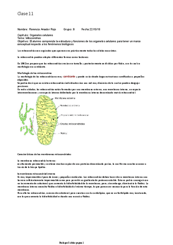 Miniatura del documento Mitocondrias-y-citoesqueleto.pdf
