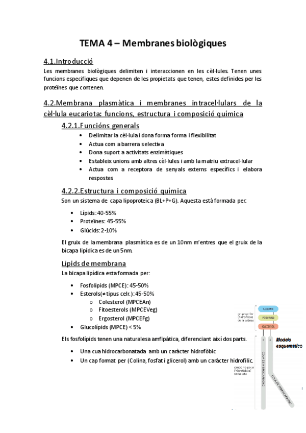 Miniatura del documento Biologia TEMA 4.pdf