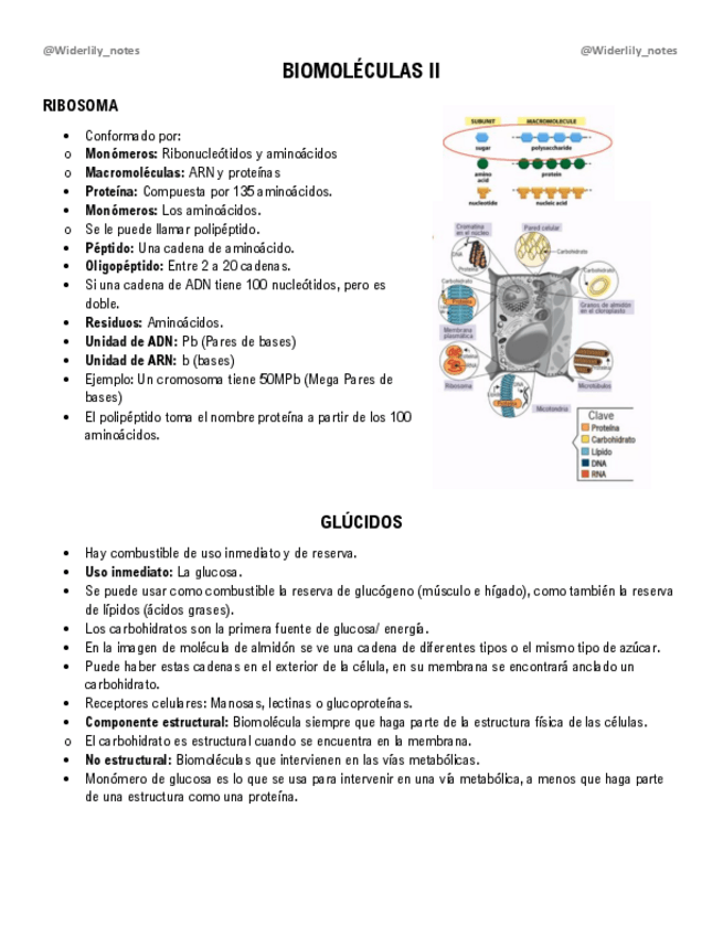 Miniatura del documento Biomoleculas-II.pdf