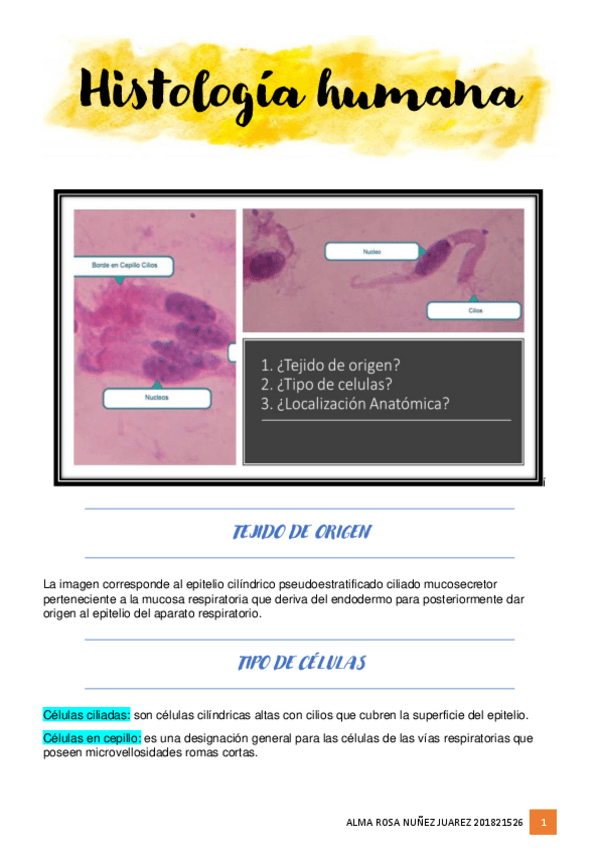 Miniatura del documento HISTOLOGIA-CELULAS.pdf