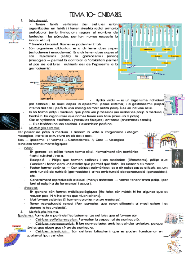Miniatura del documento TEMA-10-CNIDARIS.pdf