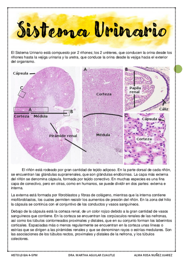Miniatura del documento SISTEMA-URINARIO-Y-CARDIOVASCULAR.pdf
