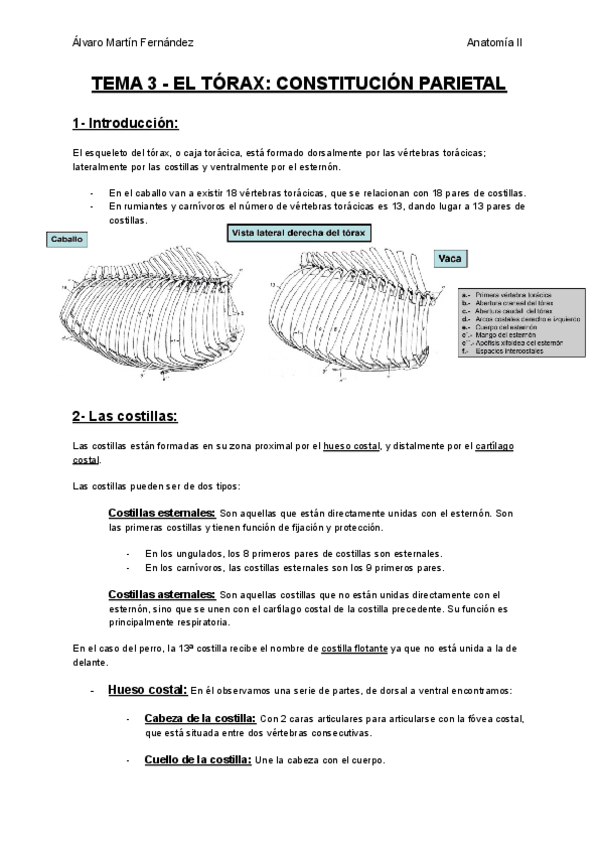 Miniatura del documento TEMA-3-EL-TORAX-CONSTITUCION-PARIETAL.pdf