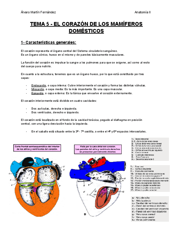 Miniatura del documento TEMA-5-EL-CORAZON-DE-LOS-MAMIFEROS-DOMESTICOS.pdf