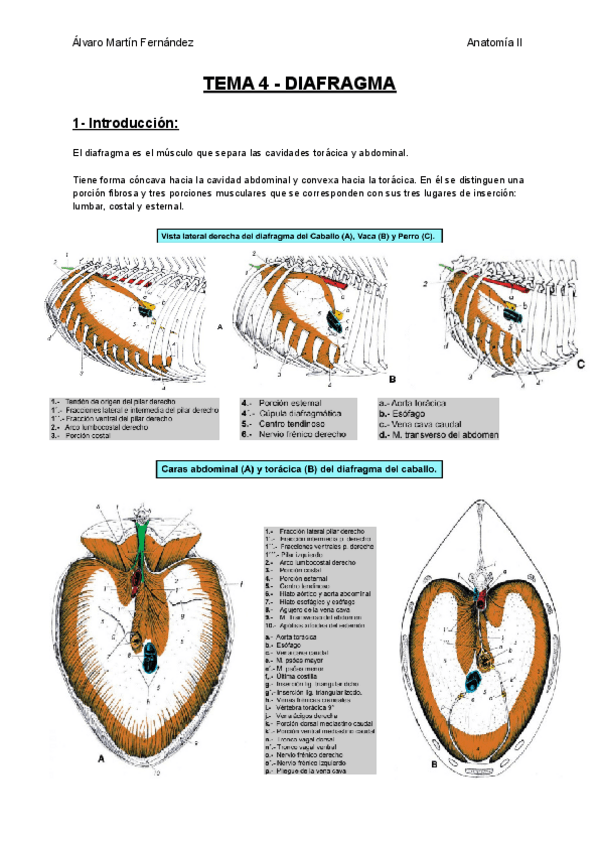 Miniatura del documento TEMA-4-DIAFRAGMA.pdf
