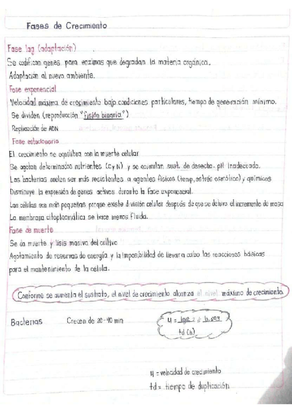 Miniatura del documento Fases-de-crecimiento.pdf