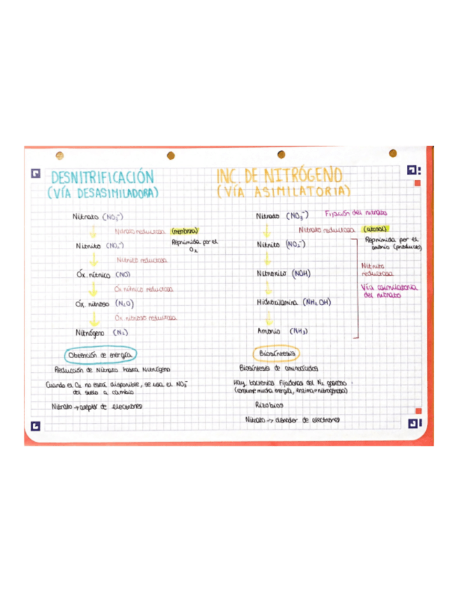 Miniatura del documento Esquemas-de-microbiologia.pdf