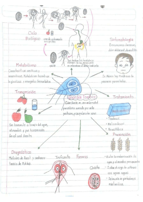 Miniatura del documento Ciclo-de-vida-Giardia-lambia.pdf