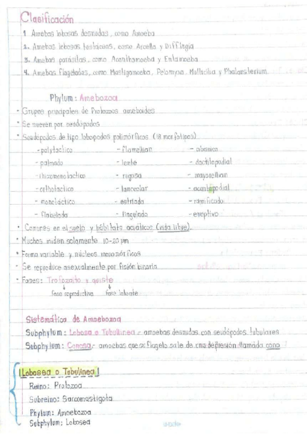 Miniatura del documento Amebozoa.pdf