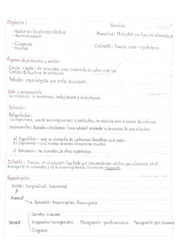 Miniatura del documento Caracteristicas-Protistas.pdf