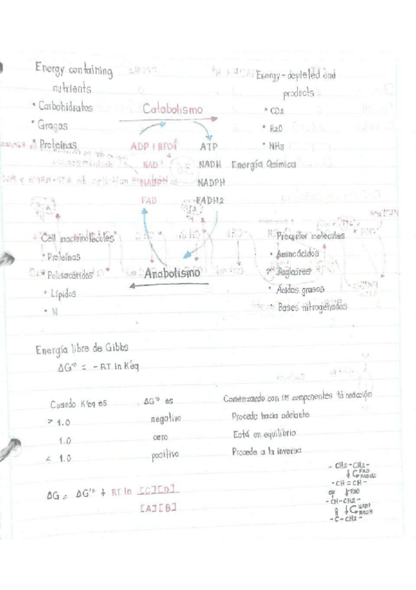 Miniatura del documento Catabolismo-Anabolismo.pdf