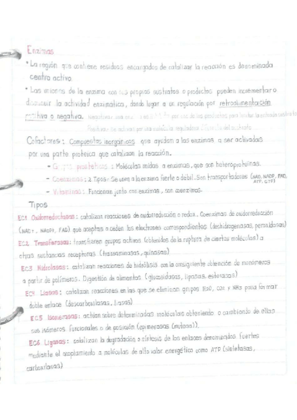 Miniatura del documento Enzimas.pdf