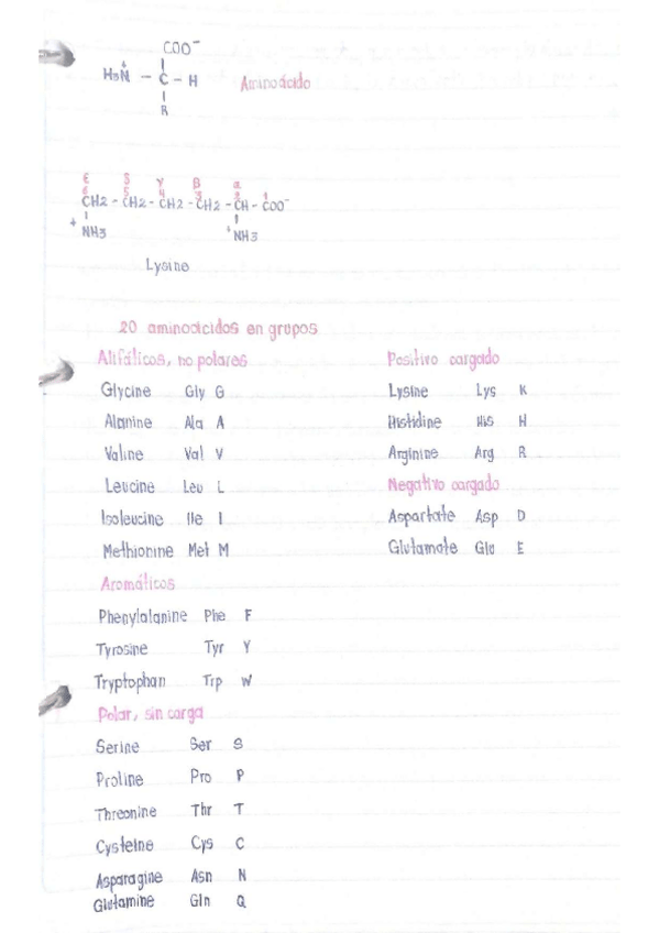 Miniatura del documento Aminoacidos.pdf
