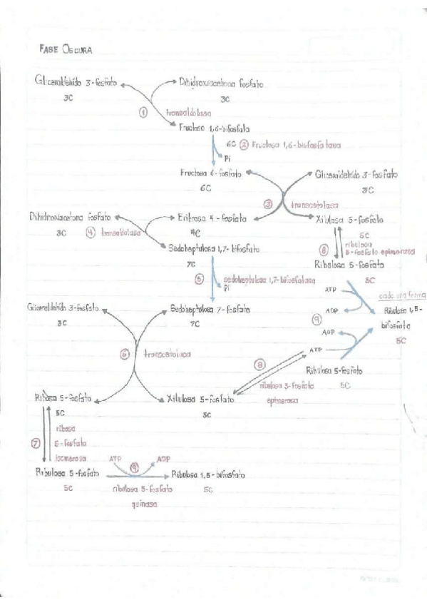 Miniatura del documento Fase-oscura.pdf