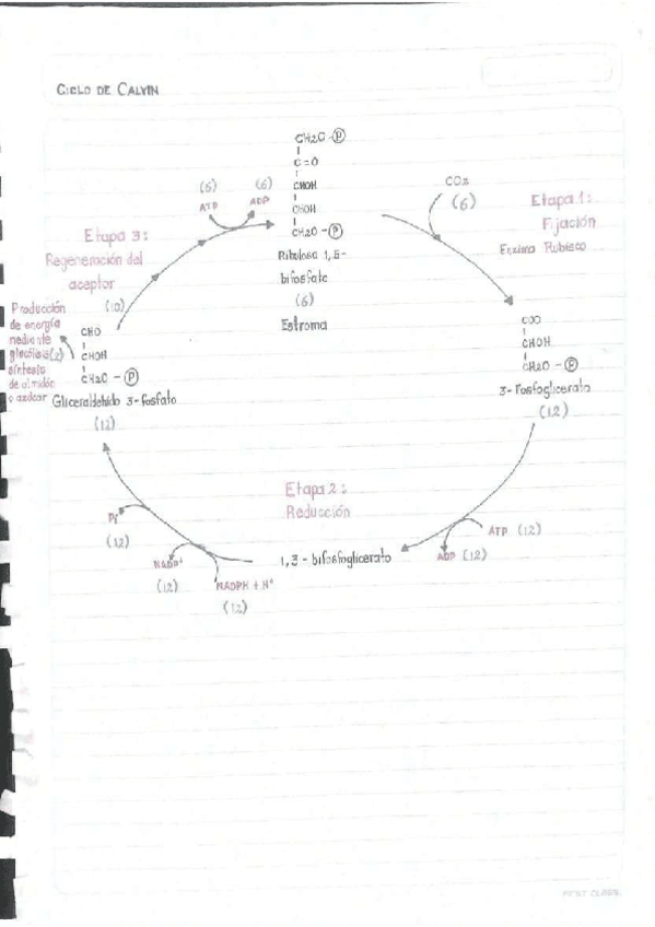 Miniatura del documento Ciclo-de-calvin.pdf