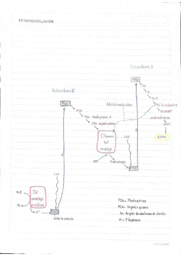 Miniatura del documento Fotofosforilacion.pdf