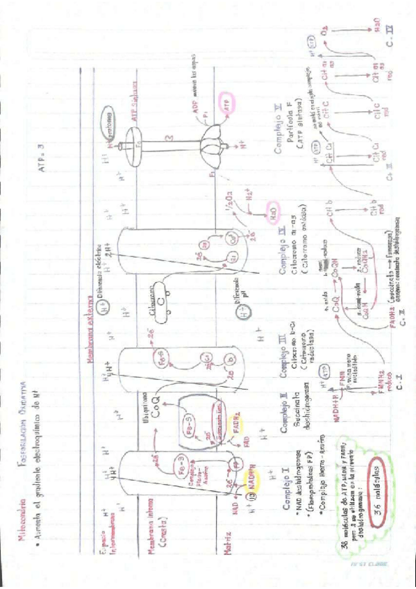 Miniatura del documento Esquema-fosforilacion-oxidativa.pdf