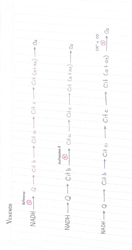 Miniatura del documento Venenos.jpg