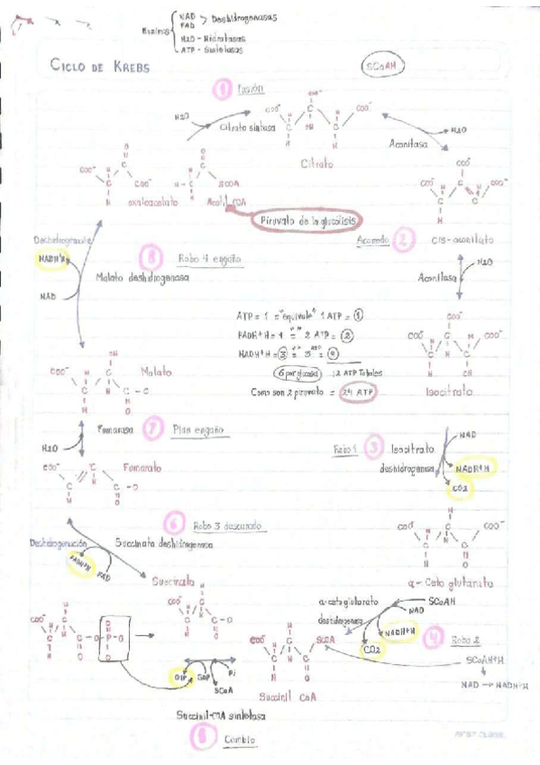 Miniatura del documento Ciclo-de-Krebs.pdf