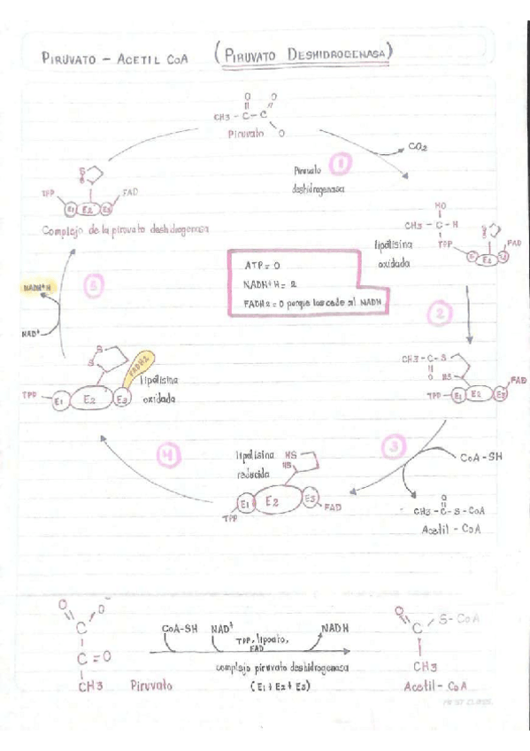 Miniatura del documento Piruvato-deshidrogenasas.pdf