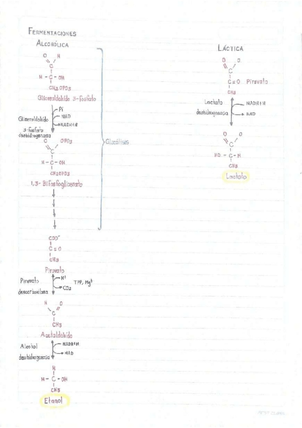 Miniatura del documento Fermentaciones.pdf