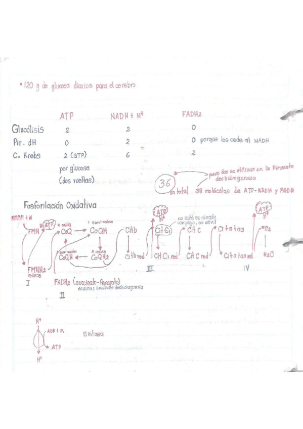 Miniatura del documento Fosforilacion-oxidativa.pdf
