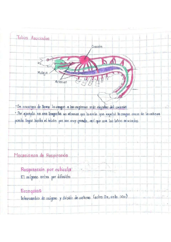 Miniatura del documento Tubos-asociados.pdf