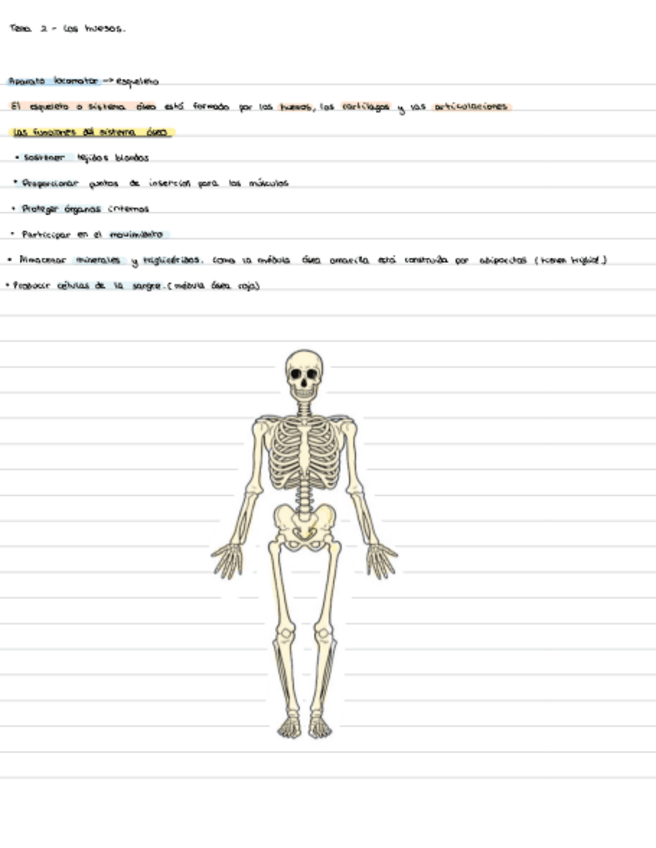 Miniatura del documento Huesos-y-musculos.pdf