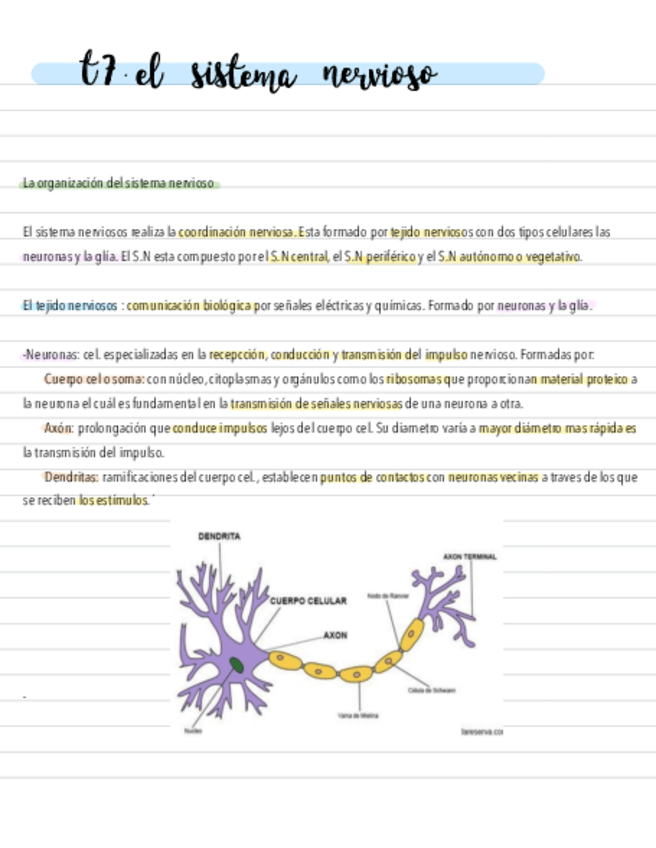 Miniatura del documento Sistema-nervioso-.pdf