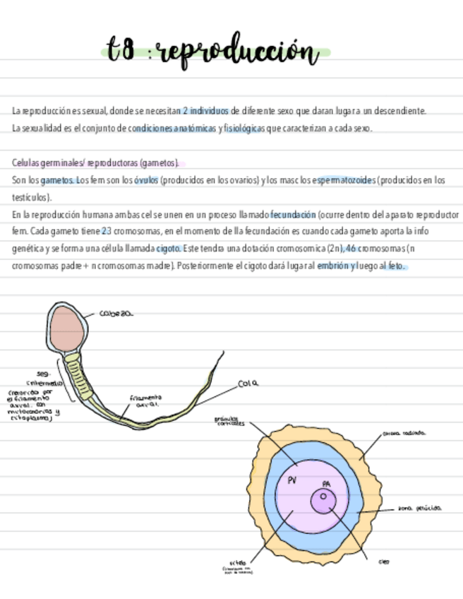 Miniatura del documento Reproduccion-.pdf