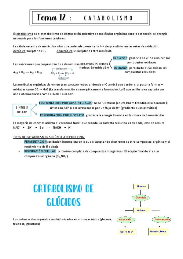 Miniatura del documento tema12-Catabolismo.pdf