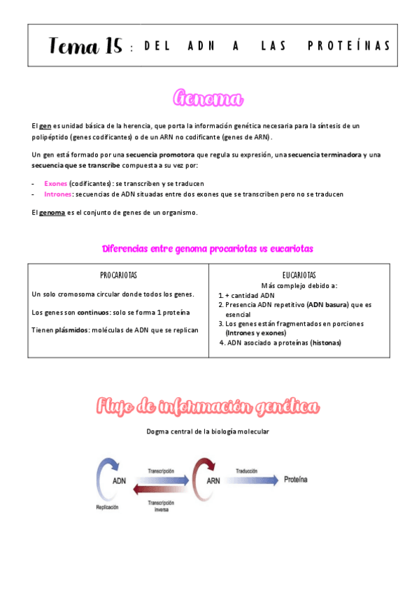 Miniatura del documento tema-15-genoma-transcripcion-y-traduccion.pdf