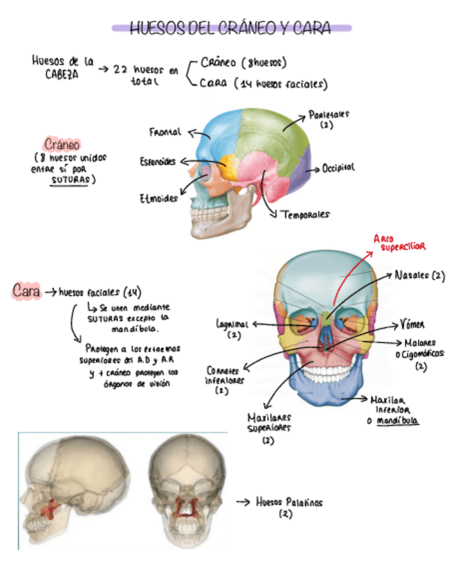 Miniatura del documento Huesos-De-La-Cabeza.pdf