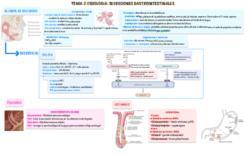 Miniatura del documento Fisiologia-II-tema-2-pdf.pdf