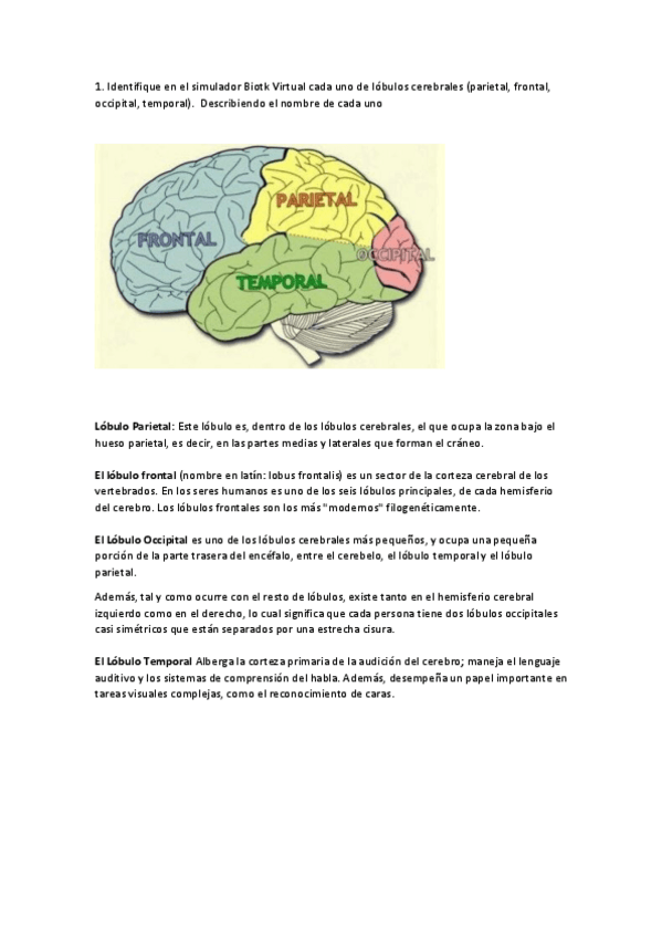 Miniatura del documento Lobulo-Parietal-PASO-4.pdf