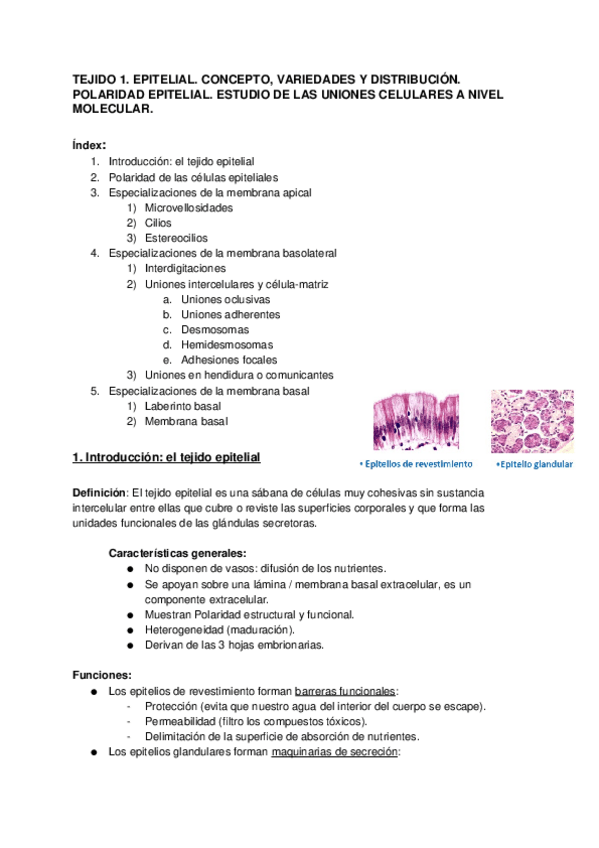 Miniatura del documento Tejido-1.-Epitelial.docx