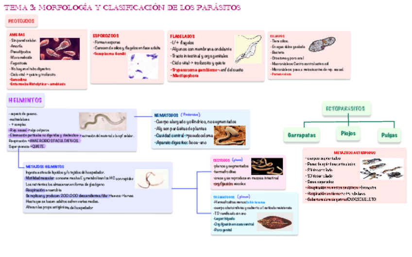 Miniatura del documento ESQUEMAS-TEMA-3-PARASITOLOGIAS.pdf