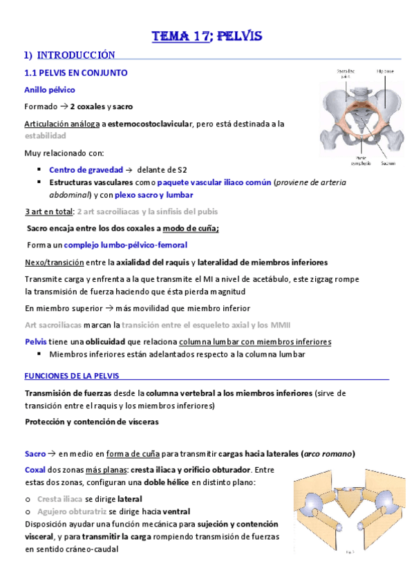 Miniatura del documento Tema-17-Pelvis.pdf
