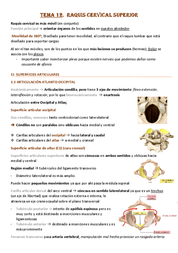 Miniatura del documento Tema-12-Raquis-Cervical-Superior.pdf